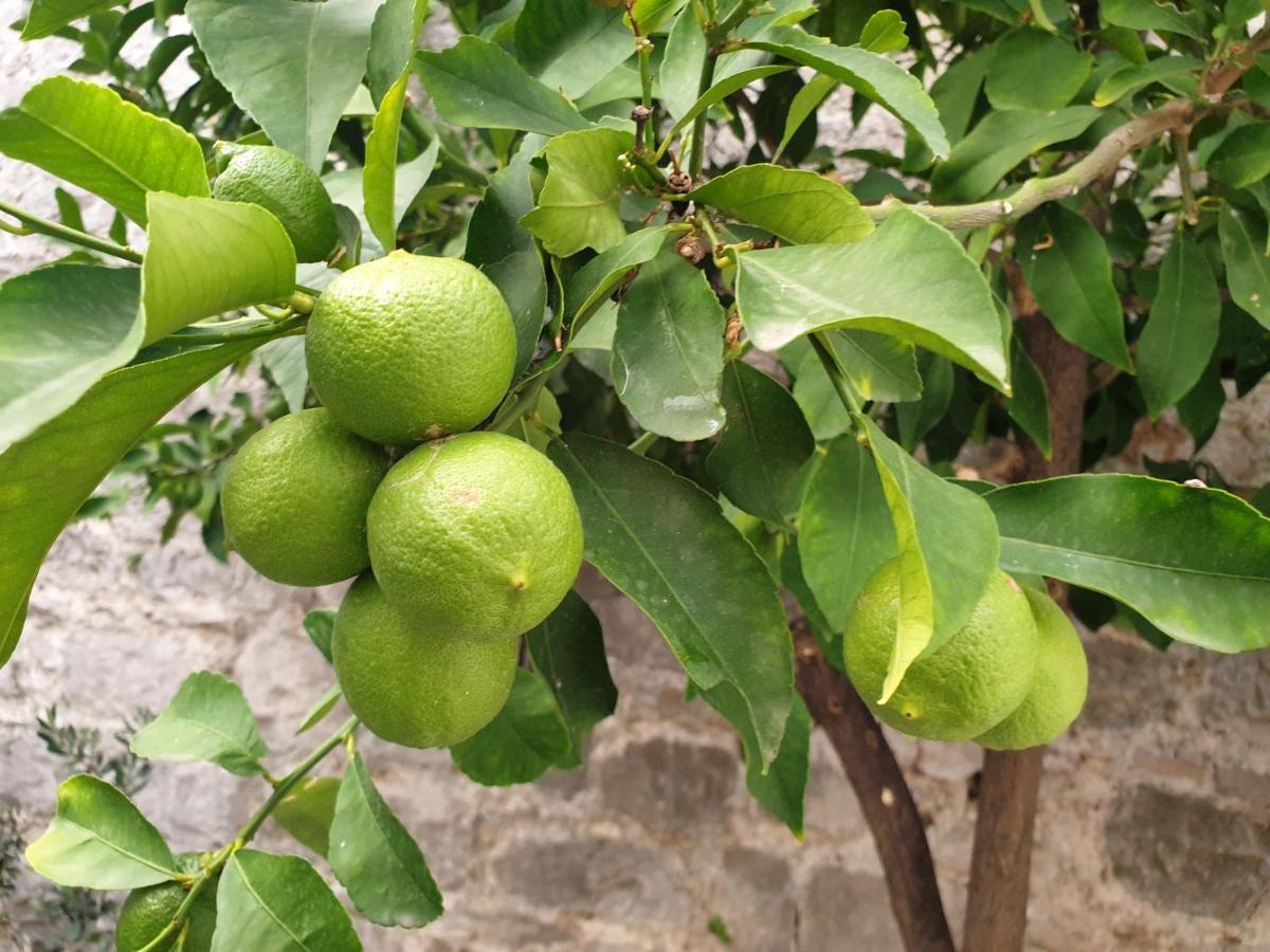 ホテル Lemon Tree ドニー・セゲット エクステリア 写真