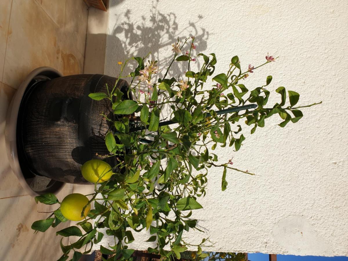 ホテル Lemon Tree ドニー・セゲット エクステリア 写真