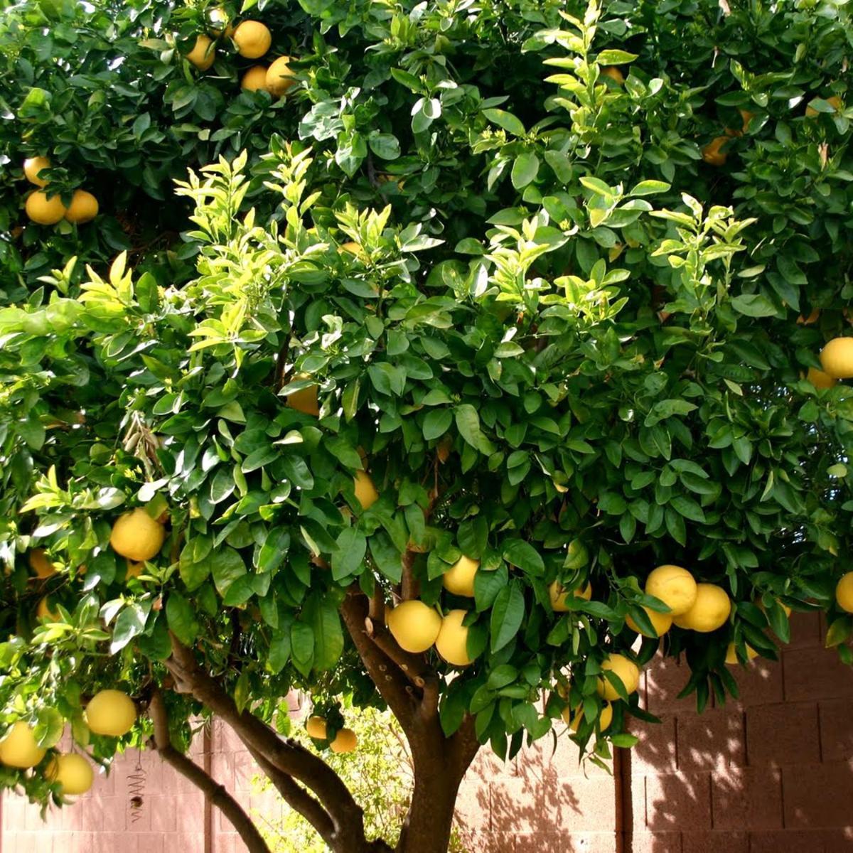 ホテル Lemon Tree ドニー・セゲット エクステリア 写真